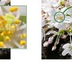 Trải nghiệm màn hình Sony ECX339A mang đến độ phân giải cao Man hinh Sony ECX339A chuan